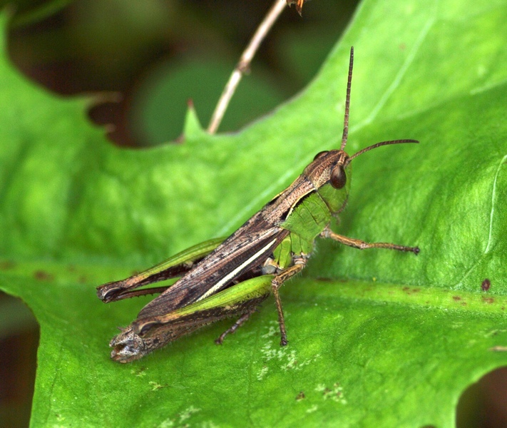 Acrididae da id.